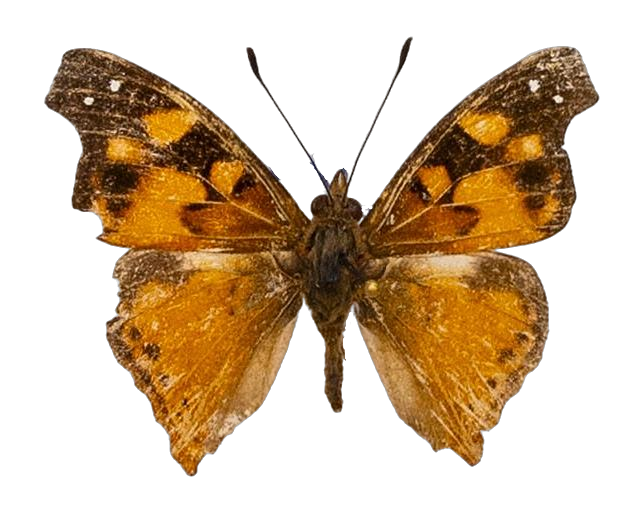 Apaturopsis cleochares schulzei — NYMPHALIDAE/Apaturinae/_TDR5514 Apaturinae 4.jpg
