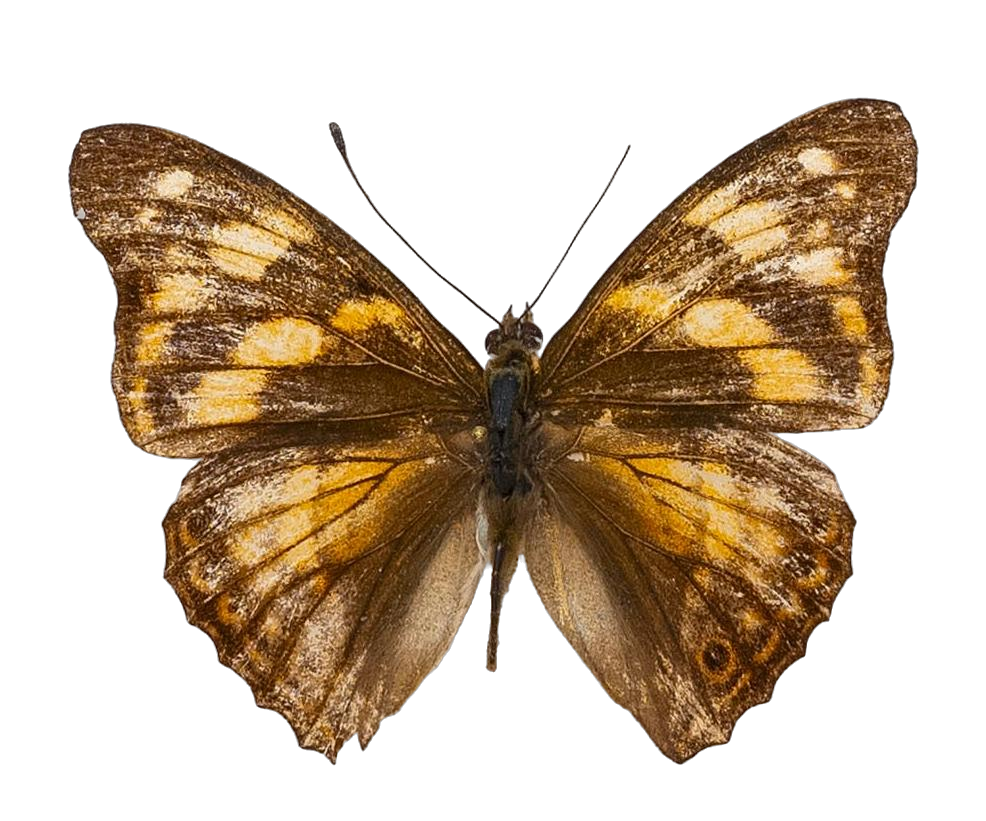 Chitoria ulupi subsp. dubernardi — NYMPHALIDAE/Apaturinae/_TDR5514 Apaturinae 4.jpg