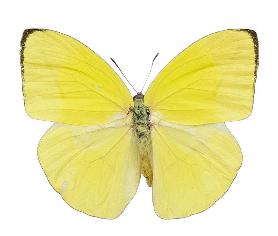 Rhabdodryas trite trite — PIERIDAE MARS 2026/Rhabdodryas Aphrissa_TDR5538.jpg
