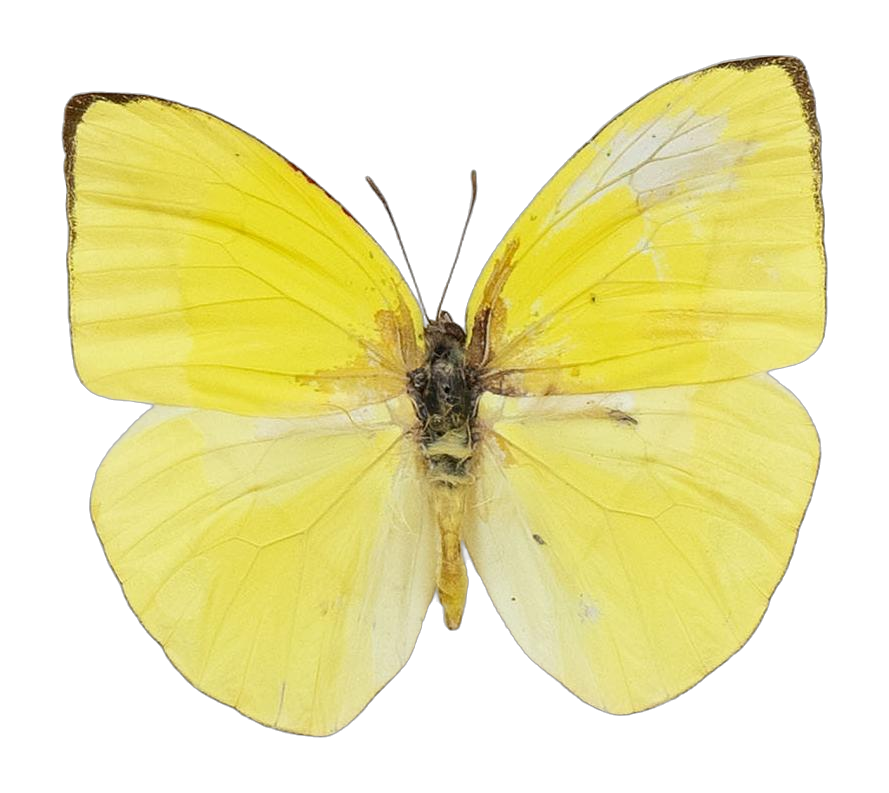 Rhabdodryas trite trite — PIERIDAE MARS 2026/Rhabdodryas Aphrissa_TDR5538.jpg