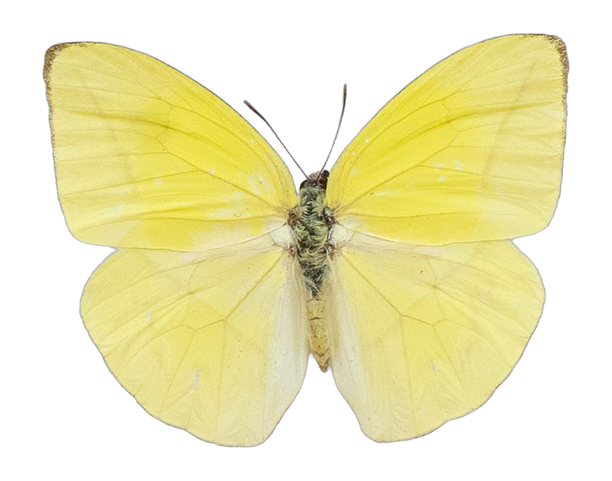 Rhabdodryas trite trite — PIERIDAE MARS 2026/Rhabdodryas Aphrissa_TDR5538.jpg