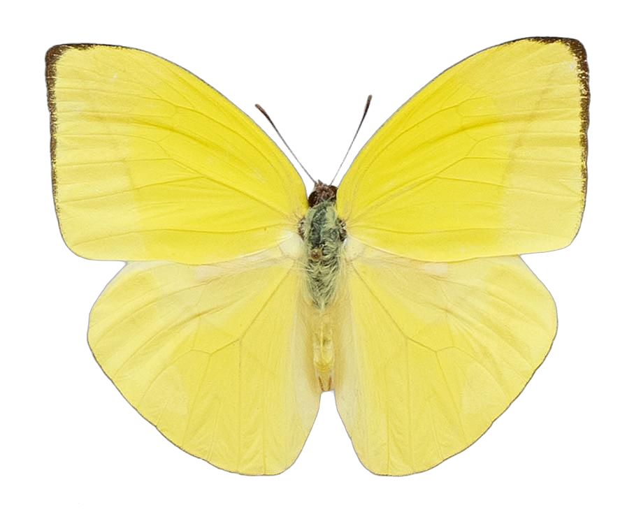 Rhabdodryas trite trite — PIERIDAE MARS 2026/Rhabdodryas Aphrissa_TDR5538.jpg