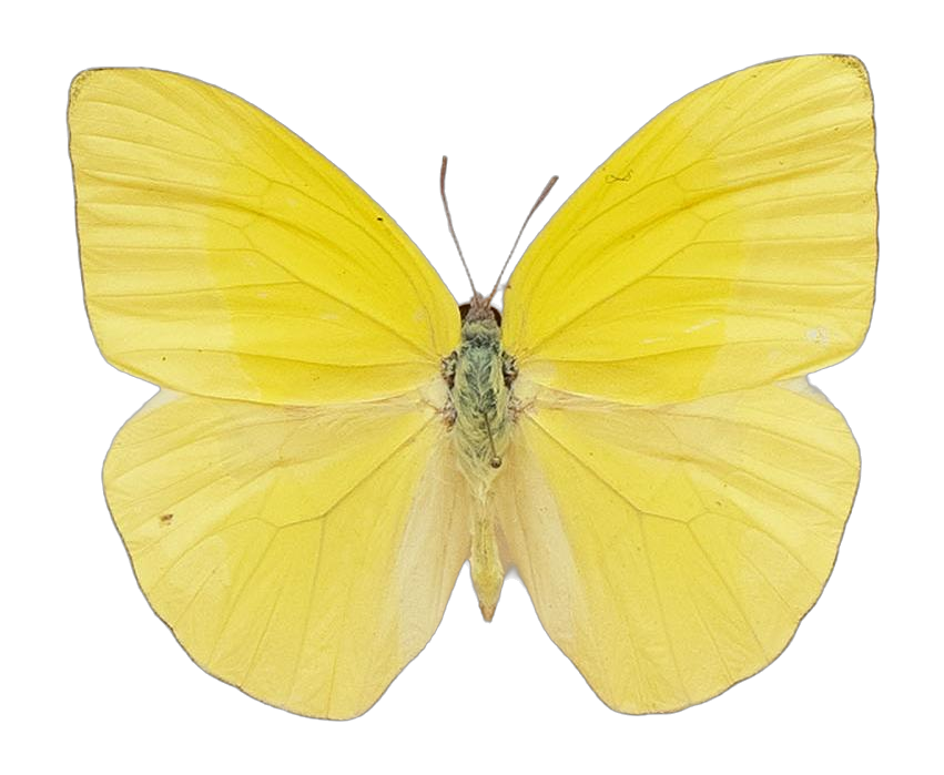 Rhabdodryas trite trite — PIERIDAE MARS 2026/Rhabdodryas Aphrissa_TDR5538.jpg