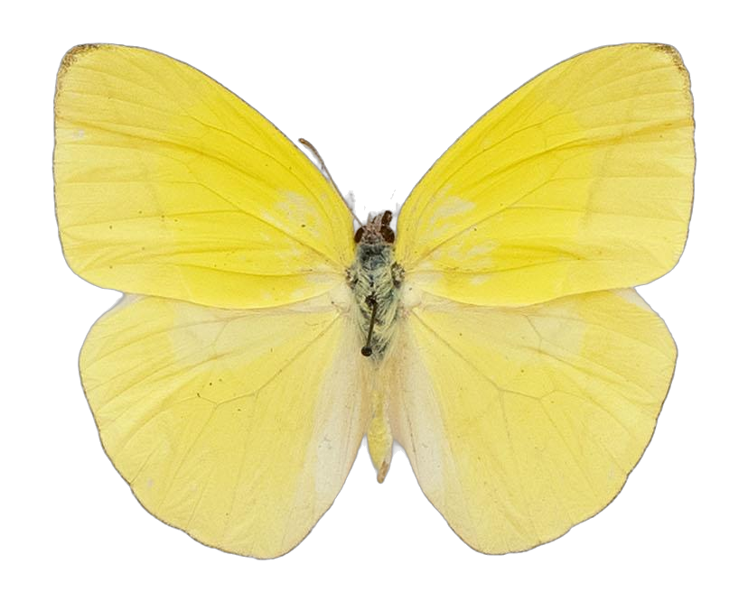 Rhabdodryas trite trite — PIERIDAE MARS 2026/Rhabdodryas Aphrissa_TDR5538.jpg