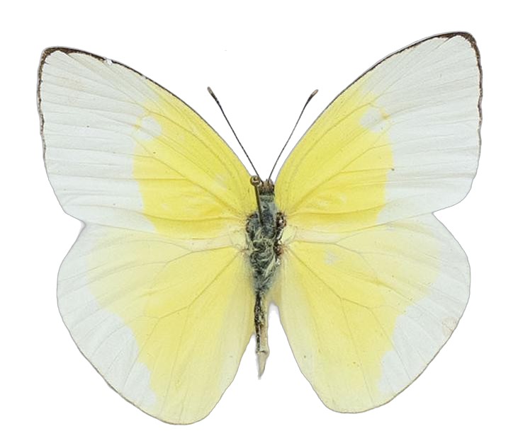 Rhabdodryas trite watsoni — PIERIDAE MARS 2026/Rhabdodryas Aphrissa_TDR5538.jpg
