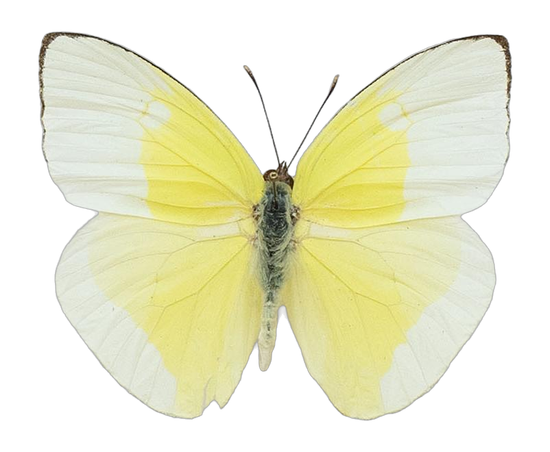Rhabdodryas trite watsoni — PIERIDAE MARS 2026/Rhabdodryas Aphrissa_TDR5538.jpg