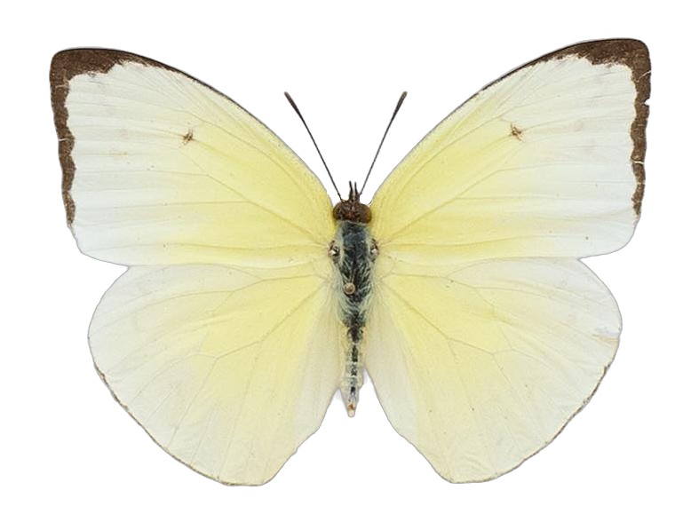 Rhabdodryas trite watsoni — PIERIDAE MARS 2026/Rhabdodryas Aphrissa_TDR5538.jpg