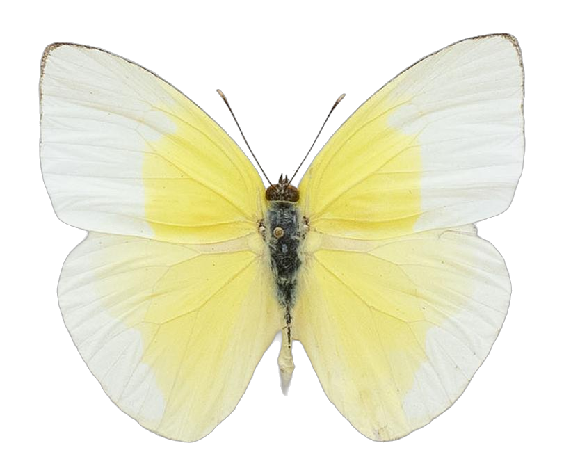 Rhabdodryas trite watsoni — PIERIDAE MARS 2026/Rhabdodryas Aphrissa_TDR5538.jpg