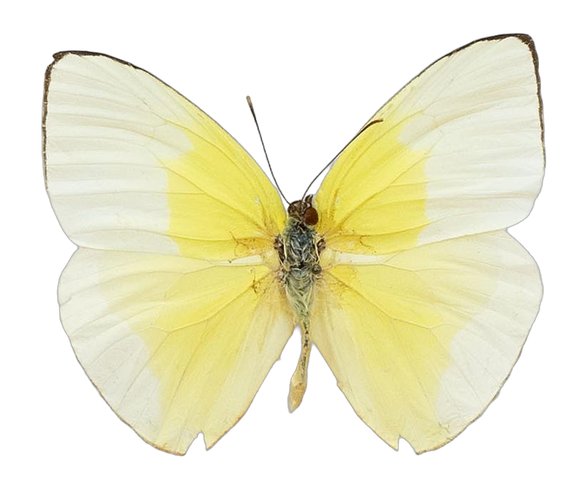 Rhabdodryas trite watsoni — PIERIDAE MARS 2026/Rhabdodryas Aphrissa_TDR5538.jpg