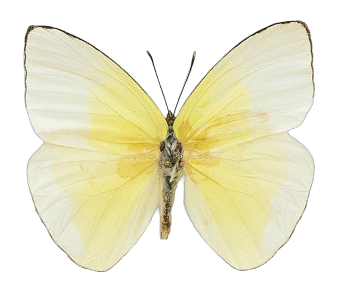 Rhabdodryas trite watsoni — PIERIDAE MARS 2026/Rhabdodryas Aphrissa_TDR5538.jpg