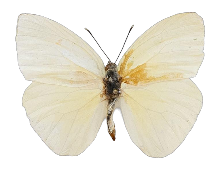 Rhabdodryas trite watsoni — PIERIDAE MARS 2026/Rhabdodryas Aphrissa_TDR5538.jpg