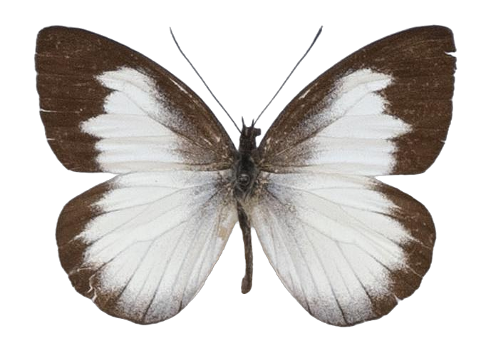 Leptophobia tovaria maruga — PIERIDAE MARS 2026/Leodonta, Leptophobia _TDR5599.jpg