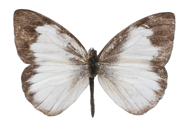 Leptophobia tovaria maruga — PIERIDAE MARS 2026/Leodonta, Leptophobia _TDR5599.jpg
