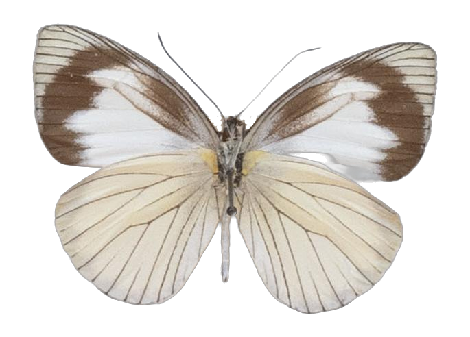 Leptophobia tovaria maruga — PIERIDAE MARS 2026/Leodonta, Leptophobia _TDR5599.jpg