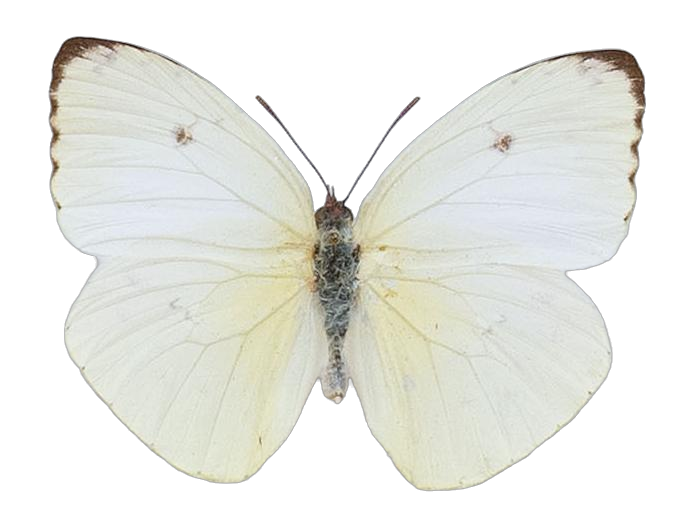 Aphrissa statira — PIERIDAE MARS 2026/Rhabdodryas Aphrissa_TDR5538.jpg