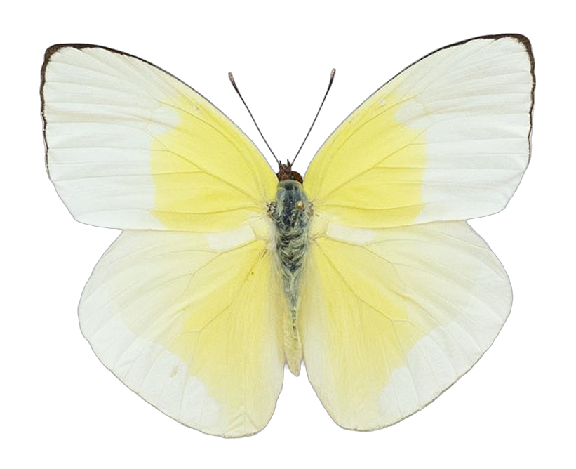 Aphrissa statira — PIERIDAE MARS 2026/Rhabdodryas Aphrissa_TDR5538.jpg