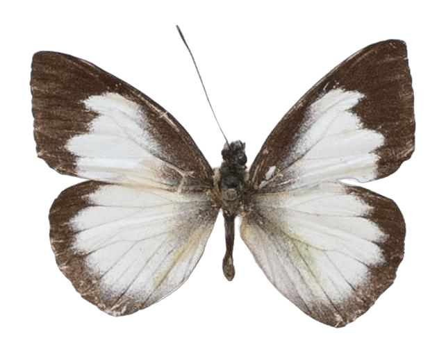 Leptophobia tovaria maruga — PIERIDAE MARS 2026/Leodonta, Leptophobia _TDR5599.jpg