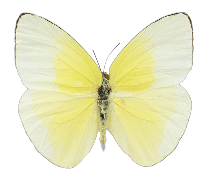 Aphrissa statira — PIERIDAE MARS 2026/Rhabdodryas Aphrissa_TDR5538.jpg