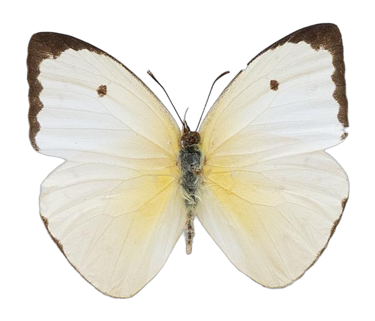 Aphrissa statira — PIERIDAE MARS 2026/Rhabdodryas Aphrissa_TDR5538.jpg