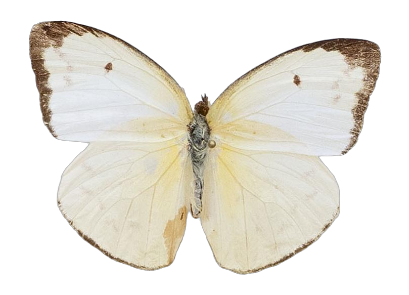 Aphrissa statira — PIERIDAE MARS 2026/Rhabdodryas Aphrissa_TDR5538.jpg