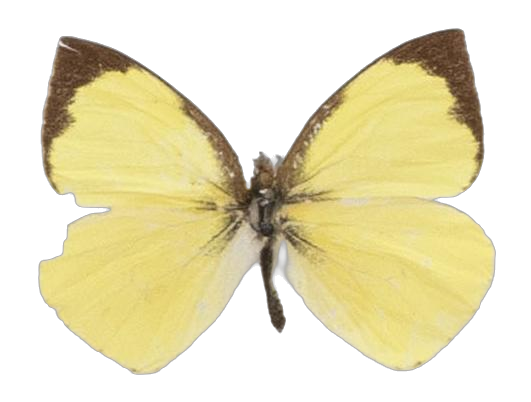Leptophobia helena smithii — PIERIDAE MARS 2026/Leodonta, Leptophobia _TDR5599.jpg