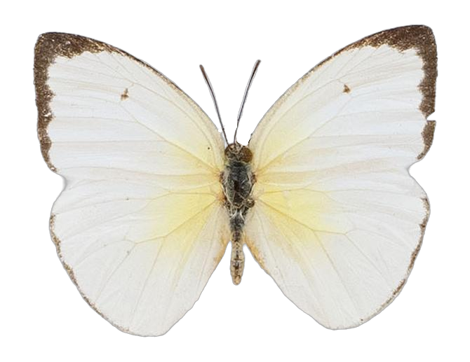 Aphrissa statira — PIERIDAE MARS 2026/Rhabdodryas Aphrissa_TDR5538.jpg