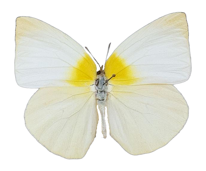 Kricogonia lyside — PIERIDAE MARS 2026/Rhabdodryas Aphrissa_TDR5538.jpg