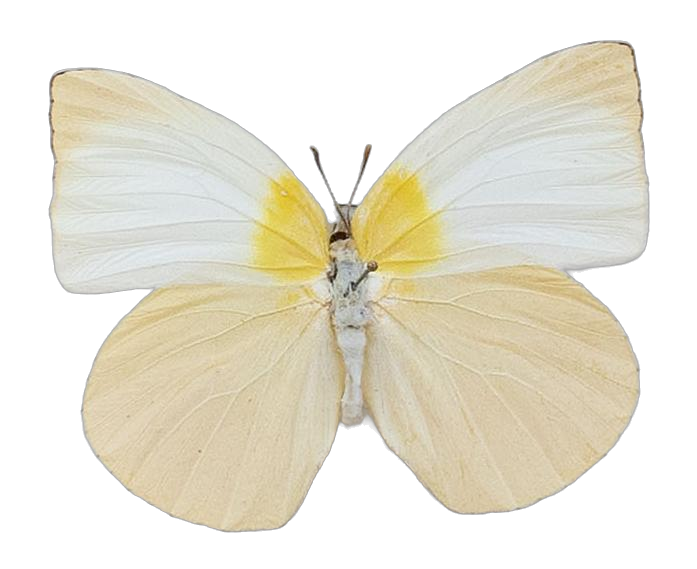 Kricogonia lyside — PIERIDAE MARS 2026/Rhabdodryas Aphrissa_TDR5538.jpg