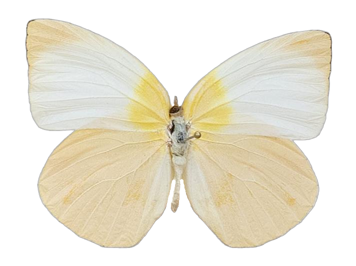 Kricogonia lyside — PIERIDAE MARS 2026/Rhabdodryas Aphrissa_TDR5538.jpg