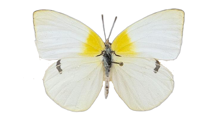 Kricogonia lyside — PIERIDAE MARS 2026/Rhabdodryas Aphrissa_TDR5538.jpg
