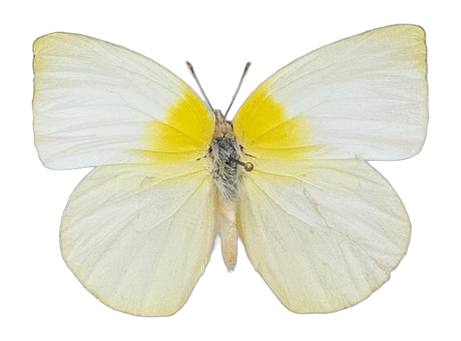 Kricogonia lyside — PIERIDAE MARS 2026/Rhabdodryas Aphrissa_TDR5538.jpg