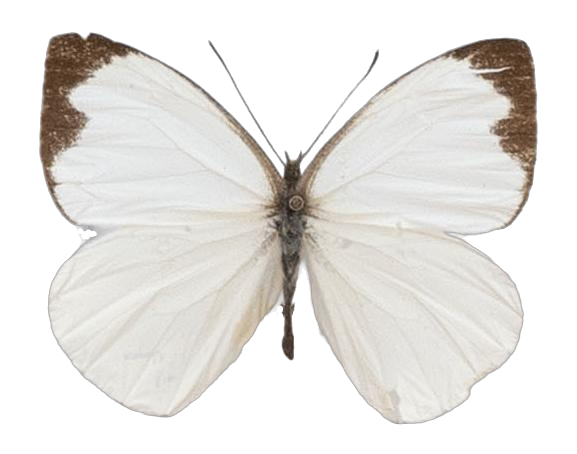 Leptophobia aripa aripa — PIERIDAE MARS 2026/Leodonta, Leptophobia _TDR5599.jpg
