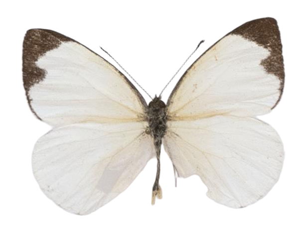 Leptophobia aripa aripa — PIERIDAE MARS 2026/Leodonta, Leptophobia _TDR5599.jpg