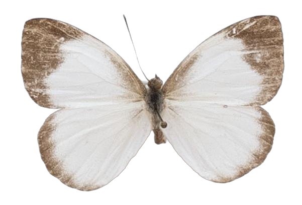 Leptophobia aripa aripa — PIERIDAE MARS 2026/Leodonta, Leptophobia _TDR5599.jpg