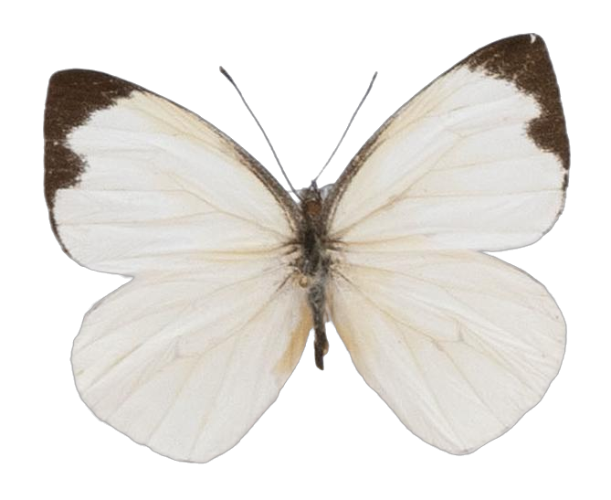 Leptophobia aripa aripa — PIERIDAE MARS 2026/Leodonta, Leptophobia _TDR5599.jpg