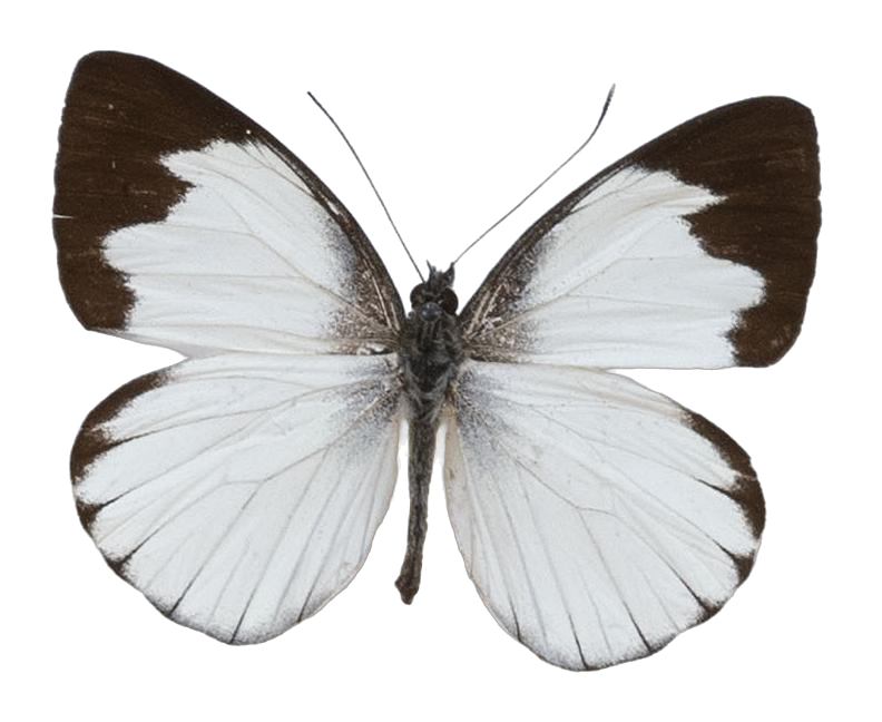 Leptophobia olympia potoniei — PIERIDAE MARS 2026/Leodonta, Leptophobia _TDR5599.jpg