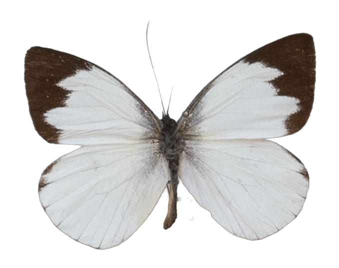 Leptophobia olympia potoniei — PIERIDAE MARS 2026/Leodonta, Leptophobia _TDR5599.jpg