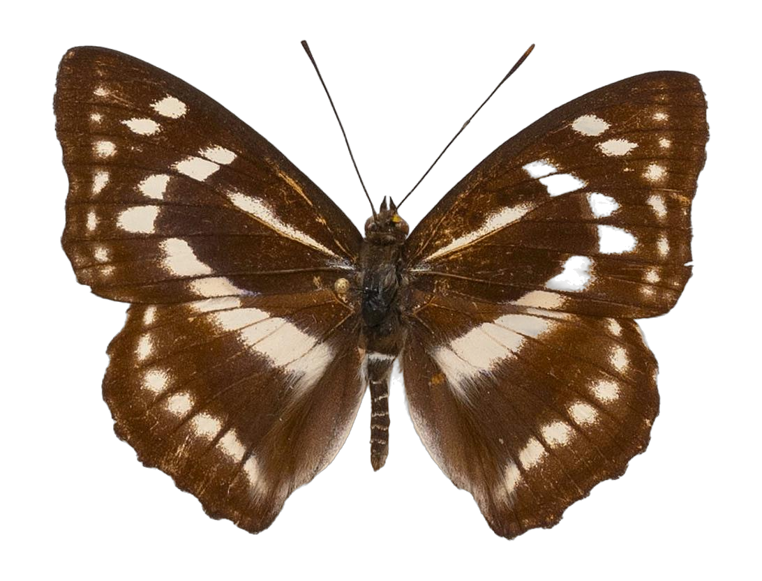 Mimathyma chevana chevana — NYMPHALIDAE/Apaturinae/_TDR5518.jpg