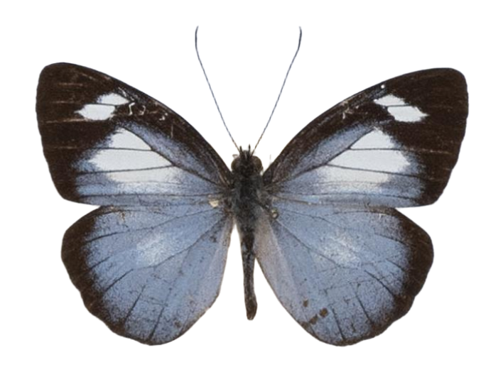 Leptophobia caesia — PIERIDAE MARS 2026/Leodonta, Leptophobia _TDR5599.jpg