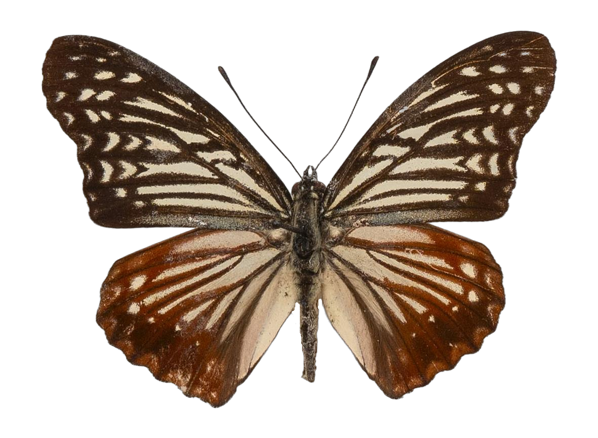 Hestinalis nama nama — NYMPHALIDAE/Apaturinae/_TDR5519.jpg