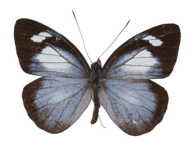Leptophobia caesia — PIERIDAE MARS 2026/Leodonta, Leptophobia _TDR5599.jpg