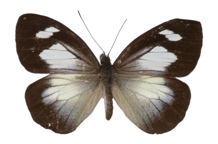 Leptophobia caesia — PIERIDAE MARS 2026/Leodonta, Leptophobia _TDR5599.jpg