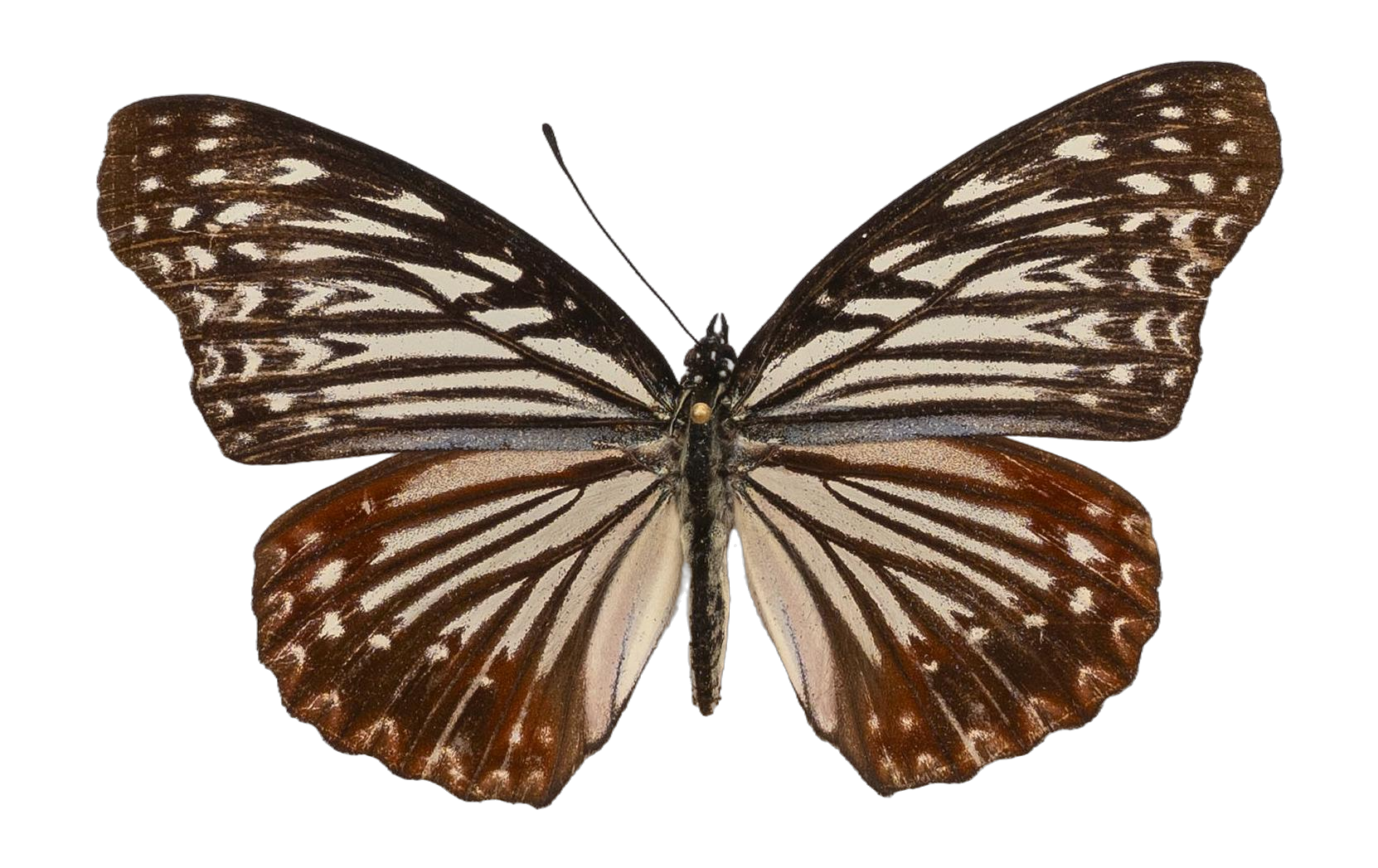 Hestinalis nama nama — NYMPHALIDAE/Apaturinae/_TDR5519.jpg