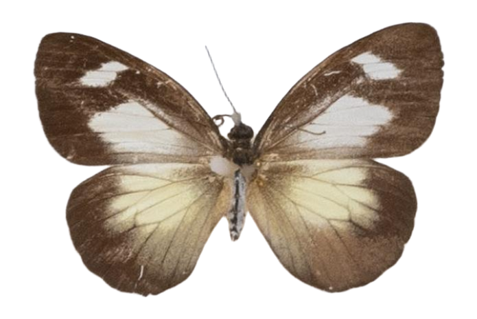Leptophobia caesia — PIERIDAE MARS 2026/Leodonta, Leptophobia _TDR5599.jpg