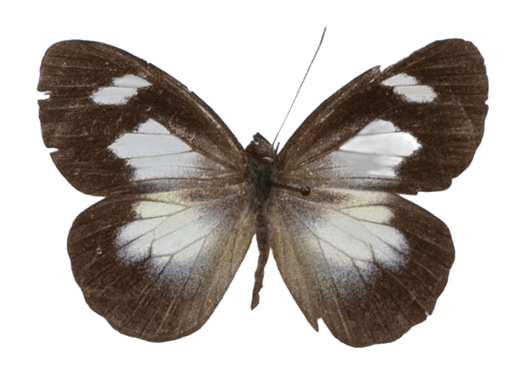 Leptophobia caesia — PIERIDAE MARS 2026/Leodonta, Leptophobia _TDR5599.jpg