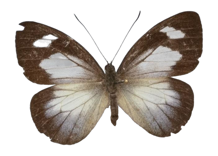 Leptophobia caesia — PIERIDAE MARS 2026/Leodonta, Leptophobia _TDR5599.jpg