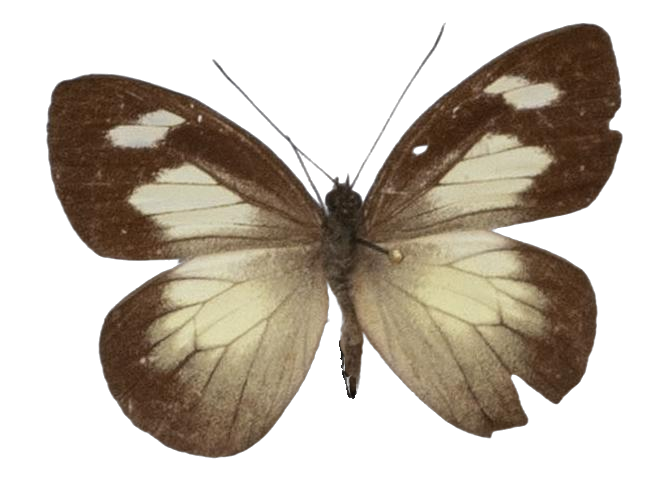 Leptophobia caesia — PIERIDAE MARS 2026/Leodonta, Leptophobia _TDR5599.jpg
