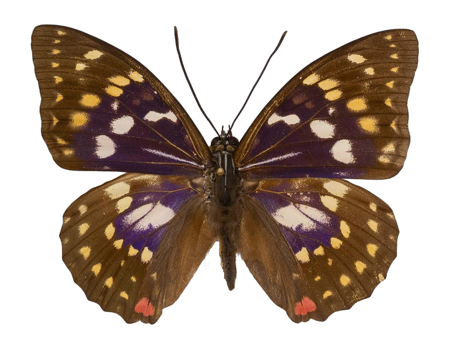 Sasakia charonda — NYMPHALIDAE/Apaturinae/_TDR5520 Apaturinae 9.jpg