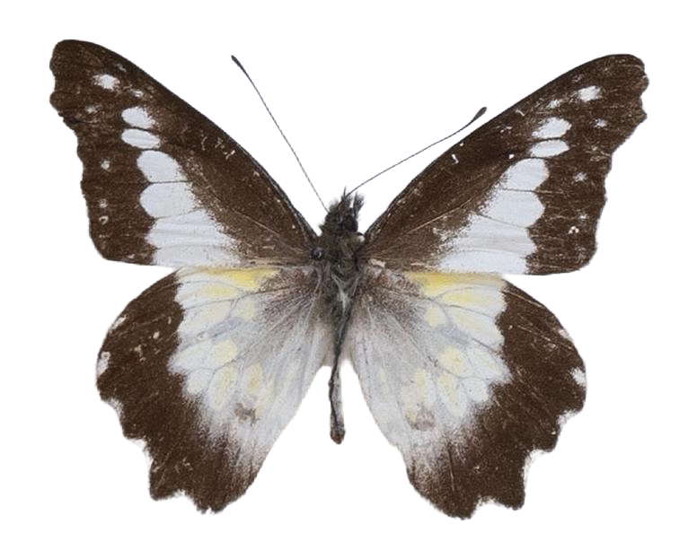 Leodonta dysoni — PIERIDAE MARS 2026/Leodonta, Leptophobia _TDR5599.jpg