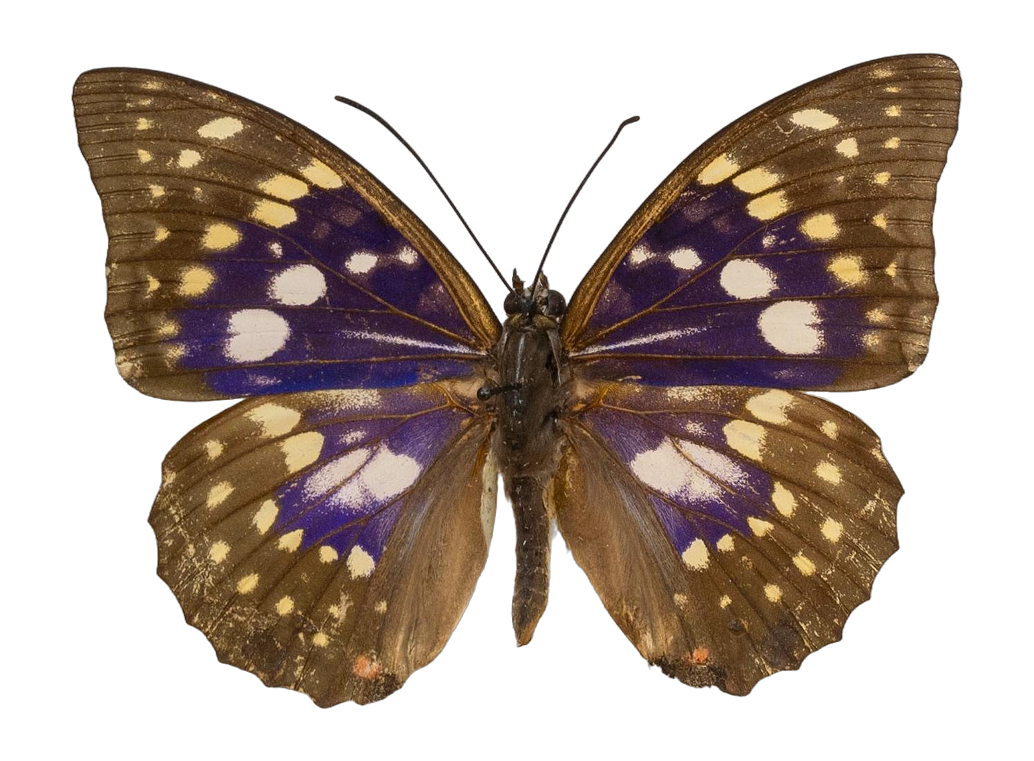 Sasakia charonda — NYMPHALIDAE/Apaturinae/_TDR5520 Apaturinae 9.jpg